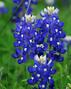 Texas Wild Flowers : 